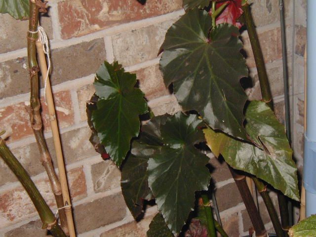 B. ‘Holley’s Green Giant’
